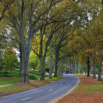The Arborist Short Course: Advanced Tree Knowledge for Better Tree Care