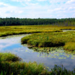 Wetland Mitigation Law and Procedure