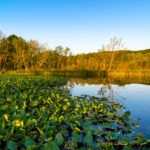 Deep Dive into Wetland Mitigation Banking