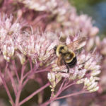 Landscaping for Pollinators