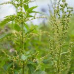 Deep Dive into Invasive Landscape Plants