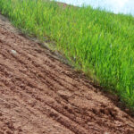 Stormwater BMPs: Stabilization with Vegetation