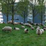 Deep Dive into Implementing Urban Grazing