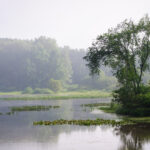 New York Freshwater Wetlands Law and Compliance