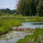 Restoration: Instream Structures