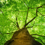 From Symptoms to Solutions: Practical Tree Health Management