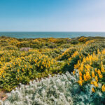 Deep Dive into Invasive Landscape Plants