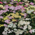 Landscape Design for Fire Protection