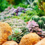 Landscaping with Succulents Workshop