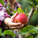Urban Fruit and Nut Tree Workshop
