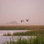 Wetland Restoration