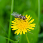 Native Landscaping for Natural Pest Control