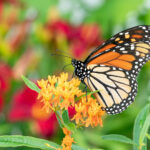 Native Herbaceous Plants for the Northeast